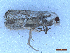 ( - CLV50121)  @11 [ ] CreativeCommons  Attribution Non-Commercial Share-Alike (2025) Carlos Lopez Vaamonde Institut National de la Recherche Agronomique, Zoologie Forestiere
