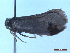  ( - CLV50239)  @11 [ ] CreativeCommons  Attribution Non-Commercial Share-Alike (2025) Carlos Lopez Vaamonde Institut National de la Recherche Agronomique, Zoologie Forestiere