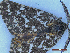  ( - CLV50248)  @11 [ ] CreativeCommons  Attribution Non-Commercial Share-Alike (2025) Carlos Lopez Vaamonde Institut National de la Recherche Agronomique, Zoologie Forestiere