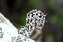  ( - CLV50248)  @11 [ ] CreativeCommons  Attribution Non-Commercial Share-Alike (2025) Carlos Lopez Vaamonde Institut National de la Recherche Agronomique, Zoologie Forestiere