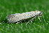  ( - CLV50254)  @11 [ ] CreativeCommons  Attribution Non-Commercial Share-Alike (2025) Carlos Lopez Vaamonde Institut National de la Recherche Agronomique, Zoologie Forestiere