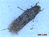  ( - CLV50274)  @11 [ ] CreativeCommons  Attribution Non-Commercial Share-Alike (2025) Carlos Lopez Vaamonde Institut National de la Recherche Agronomique, Zoologie Forestiere