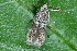  ( - CLV50274)  @11 [ ] CreativeCommons  Attribution Non-Commercial Share-Alike (2025) Carlos Lopez Vaamonde Institut National de la Recherche Agronomique, Zoologie Forestiere