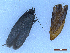  ( - CLV50283)  @11 [ ] CreativeCommons  Attribution Non-Commercial Share-Alike (2025) Carlos Lopez Vaamonde Institut National de la Recherche Agronomique, Zoologie Forestiere