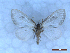  ( - CLV50306)  @11 [ ] CreativeCommons  Attribution Non-Commercial Share-Alike (2025) Carlos Lopez Vaamonde Institut National de la Recherche Agronomique, Zoologie Forestiere