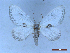  ( - CLV50307)  @11 [ ] CreativeCommons  Attribution Non-Commercial Share-Alike (2025) Carlos Lopez Vaamonde Institut National de la Recherche Agronomique, Zoologie Forestiere