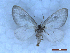  ( - CLV50307)  @11 [ ] CreativeCommons  Attribution Non-Commercial Share-Alike (2025) Carlos Lopez Vaamonde Institut National de la Recherche Agronomique, Zoologie Forestiere