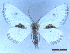  ( - CLV50308)  @11 [ ] CreativeCommons  Attribution Non-Commercial Share-Alike (2025) Carlos Lopez Vaamonde Institut National de la Recherche Agronomique, Zoologie Forestiere