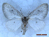  ( - CLV50308)  @11 [ ] CreativeCommons  Attribution Non-Commercial Share-Alike (2025) Carlos Lopez Vaamonde Institut National de la Recherche Agronomique, Zoologie Forestiere