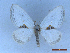  ( - CLV50309)  @11 [ ] CreativeCommons  Attribution Non-Commercial Share-Alike (2025) Carlos Lopez Vaamonde Institut National de la Recherche Agronomique, Zoologie Forestiere