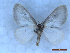  ( - CLV50309)  @11 [ ] CreativeCommons  Attribution Non-Commercial Share-Alike (2025) Carlos Lopez Vaamonde Institut National de la Recherche Agronomique, Zoologie Forestiere