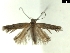  ( - CLV8093)  @11 [ ] CreativeCommons  Attribution Non-Commercial Share-Alike (2019) Carlos Lopez Vaamonde Institut National de la Recherche Agronomique, Zoologie Forestiere