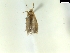  ( - CLV8132)  @11 [ ] CreativeCommons  Attribution Non-Commercial Share-Alike (2019) Carlos Lopez Vaamonde Institut National de la Recherche Agronomique, Zoologie Forestiere