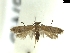 ( - CLV8135)  @11 [ ] CreativeCommons  Attribution Non-Commercial Share-Alike (2019) Carlos Lopez Vaamonde Institut National de la Recherche Agronomique, Zoologie Forestiere