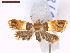  ( - CLV8169)  @11 [ ] CreativeCommons  Attribution Non-Commercial Share-Alike (2019) Carlos Lopez Vaamonde Institut National de la Recherche Agronomique, Zoologie Forestiere