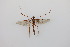  ( - CLV8257)  @11 [ ] CreativeCommons  Attribution Non-Commercial Share-Alike (2021) Carlos Lopez Vaamonde Institut National de la Recherche Agronomique, Zoologie Forestiere