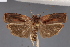  (Cerconota nimbosa - SD011)  @11 [ ] CreativeCommons - Attribution Share-Alike (2023) Unspecified Museum National d'Histoire Naturelle, Paris