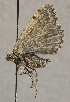  ( - ZA2011-303)  @13 [ ] Unspecified (default): All Rights Reserved  Entephria polata Unspecified