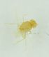  (Cerodontha lindrothi - ZA2011-30305)  @11 [ ] Copyright (2013) Tomas Roslin University of Helsinki