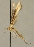  ( - ZA2011-307)  @12 [ ] Unspecified (default): All Rights Reserved  Stenoptilia mengeli Unspecified