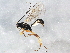  ( - ZA2012-0875)  @14 [ ] CreativeCommons - Attribution (2012) CBG Photography Group Centre for Biodiversity Genomics