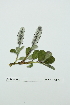  ( - ZA2012-1003)  @11 [ ] Copyright (2013) Tomas Roslin University of Helsinki