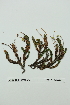  (Cassiope tetragona - ZA2012-1026)  @11 [ ] Copyright (2013) Tomas Roslin University of Helsinki