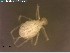  (Erythraeus sp - ZA2012_1989_d)  @12 [ ] Copyright (2014) Paul Henning Krogh Aarhus University