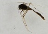  (Cricotopus nr. tristis - za2011-30149)  @12 [ ] CreativeCommons - Attribution Non-Commercial (2012) Marko Mutanen University of Oulu