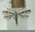  (Gibbovalva tricuneatella - AK0157)  @13 [ ] Copyright (2011) Atsushi Kawakita Unspecified
