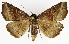  ( - NK1966)  @11 [ ] Copyright (2023) Natalia Kirichenko, Alexei Matov Sukachev Institute of Forest SB RAS, Zoological Institute RAS