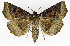  ( - NK1967)  @11 [ ] Copyright (2023) Natalia Kirichenko, Alexei Matov Sukachev Institute of Forest SB RAS, Zoological Institute RAS