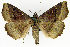  ( - NK1968)  @11 [ ] Copyright (2023) Natalia Kirichenko, Alexei Matov Sukachev Institute of Forest SB RAS, Zoological Institute RAS