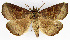  ( - NK1969)  @11 [ ] Copyright (2023) Natalia Kirichenko, Alexei Matov Sukachev Institute of Forest SB RAS, Zoological Institute RAS
