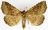  ( - NK1970)  @11 [ ] Copyright (2023) Natalia Kirichenko, Alexei Matov Sukachev Institute of Forest SB RAS, Zoological Institute RAS