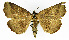  ( - NK1971)  @11 [ ] Copyright (2023) Natalia Kirichenko, Alexei Matov Sukachev Institute of Forest SB RAS, Zoological Institute RAS
