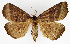  ( - NK1972)  @11 [ ] Copyright (2023) Natalia Kirichenko, Alexei Matov Sukachev Institute of Forest SB RAS, Zoological Institute RAS