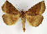  ( - NK1973)  @11 [ ] Copyright (2023) Natalia Kirichenko, Alexei Matov Sukachev Institute of Forest SB RAS, Zoological Institute RAS