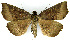  ( - NK1974)  @11 [ ] Copyright (2023) Natalia Kirichenko, Alexei Matov Sukachev Institute of Forest SB RAS, Zoological Institute RAS