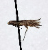  (Caloptilia acericolella - NK1998)  @11 [ ] Copyright (2023) Natalia Kirichenko Sukachev Institute of Forest SB RAS