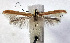  (Caloptilia alni - NK2000)  @11 [ ] Copyright (2023) Natalia Kirichenko Sukachev Institute of Forest SB RAS