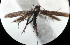  (Caloptilia dubatolovi - NK2001)  @11 [ ] Copyright (2023) Natalia Kirichenko Sukachev Institute of Forest SB RAS