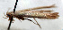  (Caloptilia flava - NK2002)  @11 [ ] Copyright (2023) Natalia Kirichenko Sukachev Institute of Forest SB RAS