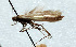  (Caloptilia issikii - NK2005)  @11 [ ] Copyright (2023) Natalia Kirichenko Sukachev Institute of Forest SB RAS