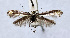  (Caloptilia jailensis - NK2006)  @11 [ ] Copyright (2023) Natalia Kirichenko Sukachev Institute of Forest SB RAS
