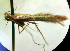  (Caloptilia nomurai - NK2008)  @11 [ ] Copyright (2023) Natalia Kirichenko Sukachev Institute of Forest SB RAS