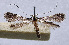  (Caloptilia orientalis - NK2009)  @11 [ ] Copyright (2023) Natalia Kirichenko Sukachev Institute of Forest SB RAS