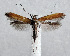 (Caloptilia pulverea - NK2010)  @11 [ ] Copyright (2023) Natalia Kirichenko Sukachev Institute of Forest SB RAS