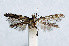  (Caloptilia pyrrhaspis - NK2011)  @11 [ ] Copyright (2023) Natalia Kirichenko Sukachev Institute of Forest SB RAS
