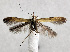  (Caloptilia sachalinella - NK2012)  @11 [ ] Copyright (2023) Natalia Kirichenko Sukachev Institute of Forest SB RAS
